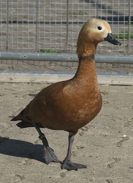 现在
