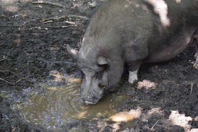 显然在比赛 显然在比赛
